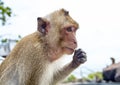 Monkey on the rocks funny close-up Thailand Royalty Free Stock Photo