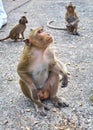 Monkey on the rocks funny close-up Thailand Royalty Free Stock Photo