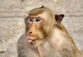 Monkey on the rocks funny close-up. Thailand Royalty Free Stock Photo