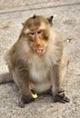 Monkey on the rocks funny close-up. Thailand Royalty Free Stock Photo