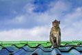 Monkey on the roof Royalty Free Stock Photo