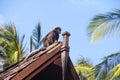 Monkey on roof Royalty Free Stock Photo