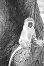 Monkey at ruaha national park day time. Royalty Free Stock Photo