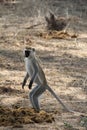 Monkey at ruaha national park day time. Royalty Free Stock Photo