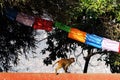 A Monkey Running on Wall wit Prayer Flags at Swayambhunath