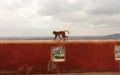 The monkey runs along the wall of the ancient Hindu building in India - Reddish monkey in the wildlife. Playful monkey in a asian