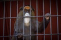 Sad Lonely Monkey in a Rusty Cage - Animal in a Zoo - Sad Eyes - Prison