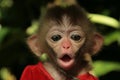 Monkey's baby Royalty Free Stock Photo