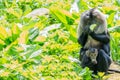 Monkey`s eating, mother and young Royalty Free Stock Photo