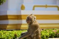 A monkey`s expression in temple area.