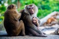 Monkey\'s family in Thailand. Macaca leonina. Northern Pig-tailed Macaque Royalty Free Stock Photo