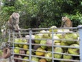 A monkey`s finished harvesting coconuts. Surat Thani, southern Thailand