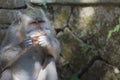 Monkey at Sacred Monkey Forest, Ubud, Bali, Indonesia Royalty Free Stock Photo