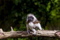 Monkey Saguinus oedipus in zoo