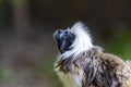 Monkey Saguinus oedipus in zoo