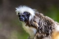 Monkey Saguinus oedipus in zoo