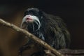 Monkey Saguinus oedipus in zoo Royalty Free Stock Photo