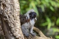 Monkey Saguinus oedipus in zoo