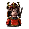 Monkey with samurai sword and japan armor. Vintage black engraving