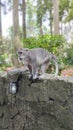 monkey in sangeh forest bali Royalty Free Stock Photo