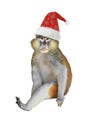 Monkey in santa claus hat isolated on white