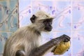 Monkey in Sariska national Park drinks water out of a leaf