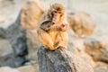 The monkey Royalty Free Stock Photo