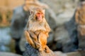 The monkey Royalty Free Stock Photo