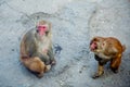 The monkey Royalty Free Stock Photo