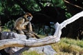 Monkey sat on rock Royalty Free Stock Photo