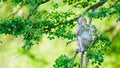 The monkey sat on the tamarind tree eating tamarind Royalty Free Stock Photo