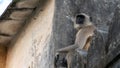 Monkey sat on wall above hotel balcony Royalty Free Stock Photo