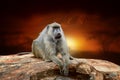 Monkey on savanna landscape background and Mount Kilimanjaro at sunset