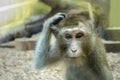 Monkey scratching his head, the animal began to think Royalty Free Stock Photo