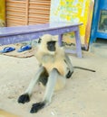 Monkey Seat ,And Watch Someone, Looking Outside.