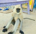 Monkey Seat ,And Watch Someone, Looking Outside.