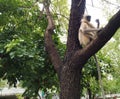 Monkey seated on tree