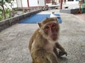 Monkey is seating on the ground. Hua Hin, Khao Takiab hill, Thailand