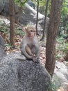 A monkey seating on the pretty rocks