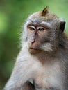 A monkey in the secred monkey forest in Ubud, Bali Indonesia close up portrait