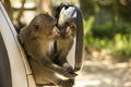 Monkey see's himself in the mirror