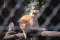 Monkey in Serengeti Park