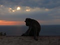 Monkey shadow at sunset Royalty Free Stock Photo