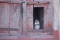 Monkey in Shiva Virupaksha Temple. Hampi, Karnataka, India. Whit Royalty Free Stock Photo