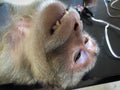 Monkey shows in the cage waiting for a body check. Royalty Free Stock Photo
