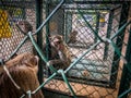 Monkey shows in the cage waiting for a body check. Royalty Free Stock Photo