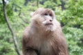 Monkey Royalty Free Stock Photo