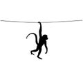 Monkey silhouette hanging on wire isolated on white background Royalty Free Stock Photo