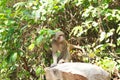 Monkey or simian sitting on a rock Royalty Free Stock Photo