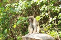 Monkey or simian sitting on a rock Royalty Free Stock Photo